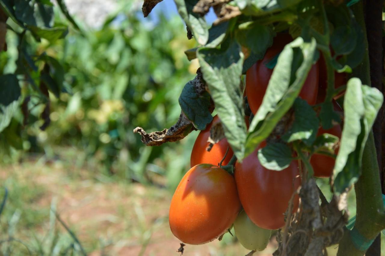 Turismo Rural Biniati Des Pi Sant Lluis Kültér fotó