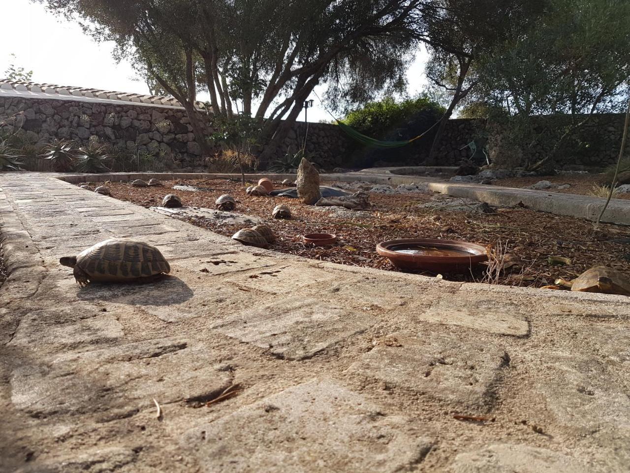Turismo Rural Biniati Des Pi Sant Lluis Kültér fotó